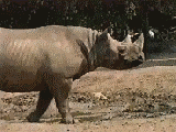 rhino.gif